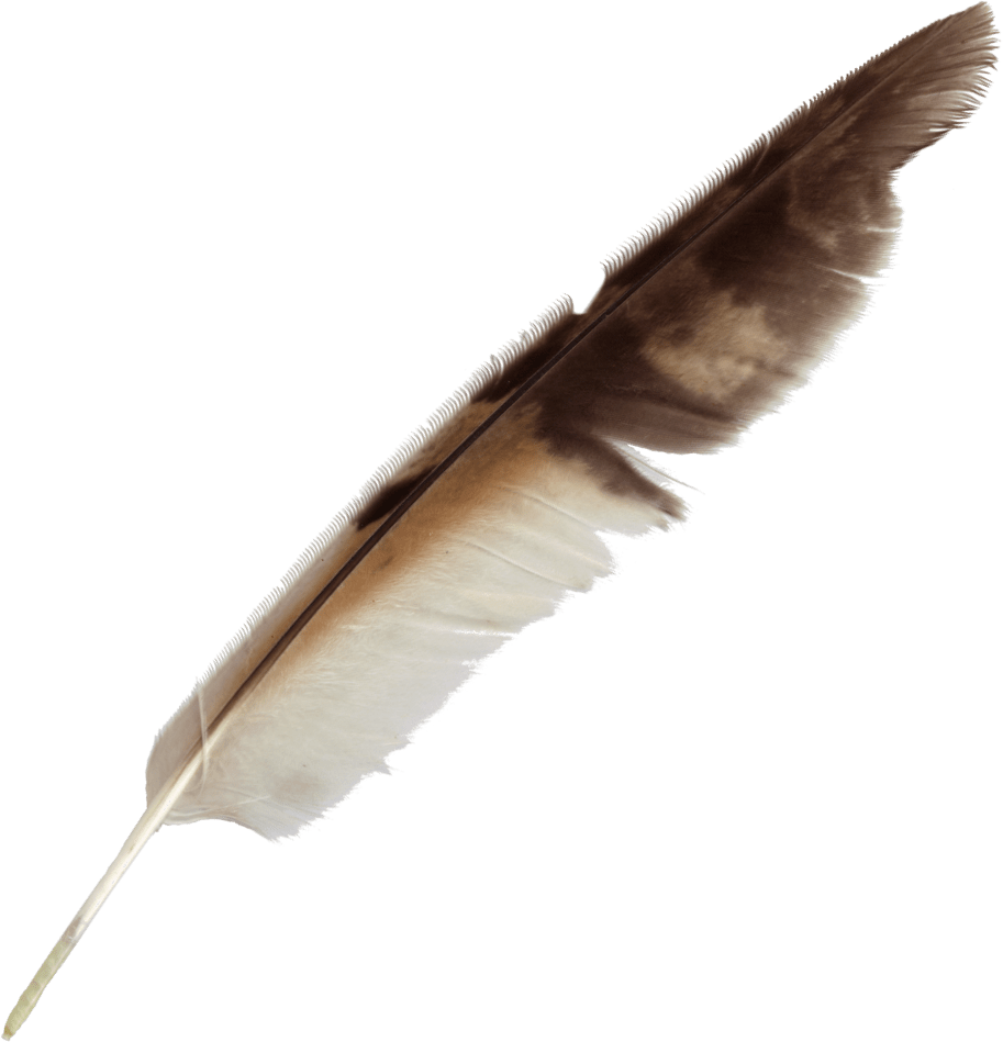 Feather Pen PNG Transparent Images Free Download