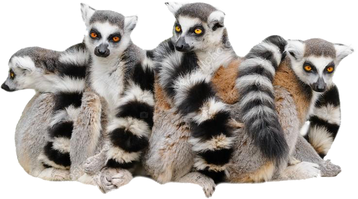 Free-For-All: Ring-Tailed Lemur – FaunaFocus