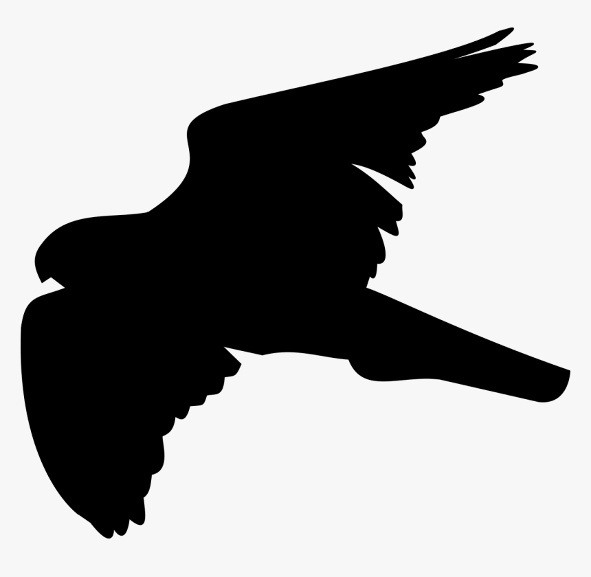 Transparent Hawk Png - Hawk Shadow, Png Download, Free Download