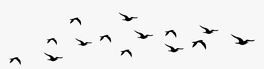 Bird Silhouette Flying - Cow On White Background, HD Png Download - kindpng