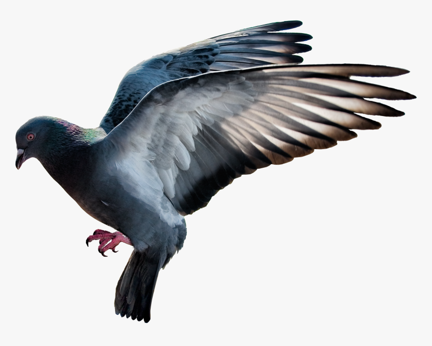 Pigeon Png Image - Panchi Png, Transparent Png, Free Download