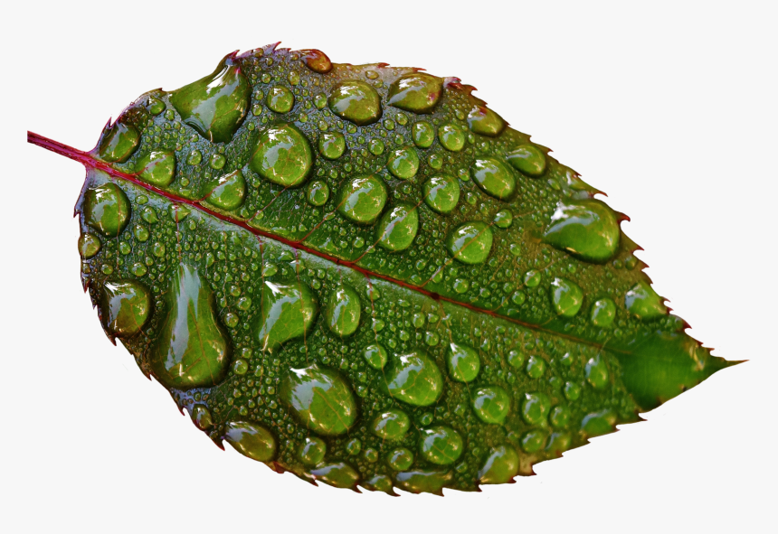 Water Drops On Leaves Png Image - Water Droplet Drops On Leaf, Transparent Png, Free Download