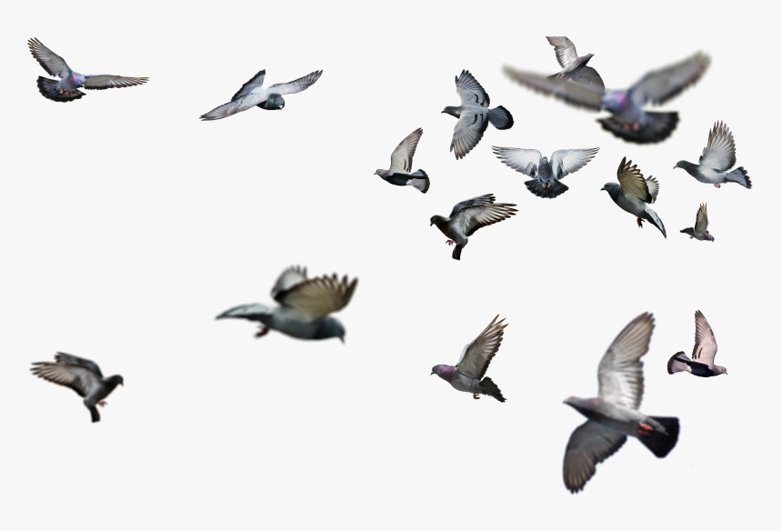 Flying Bird Png - High Resolution Birds Flying, Transparent Png, Free Download