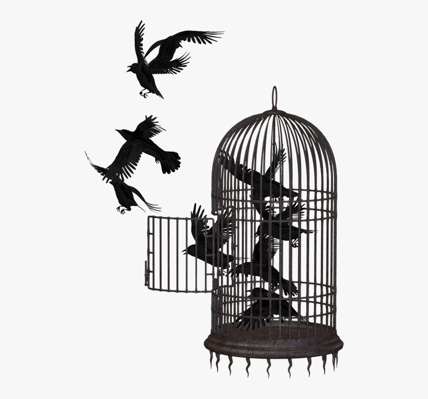 Cage Bird Png - Bird In A Cage Png, Transparent Png, Free Download