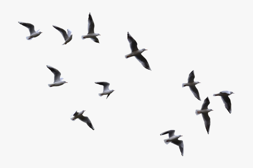 Transparent Bird Flock Png - Transparent Birds Flying Png, Png Download, Free Download