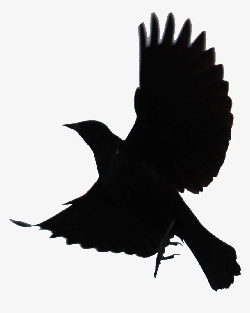 Download Blackbird Png Transparent - Black Bird No Background, Png Download, Free Download