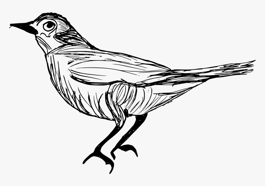 Bird Drawing Png, Transparent Png, Free Download
