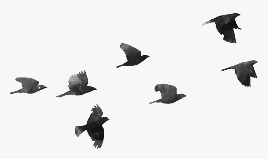 Birds Png, Transparent Png, Free Download