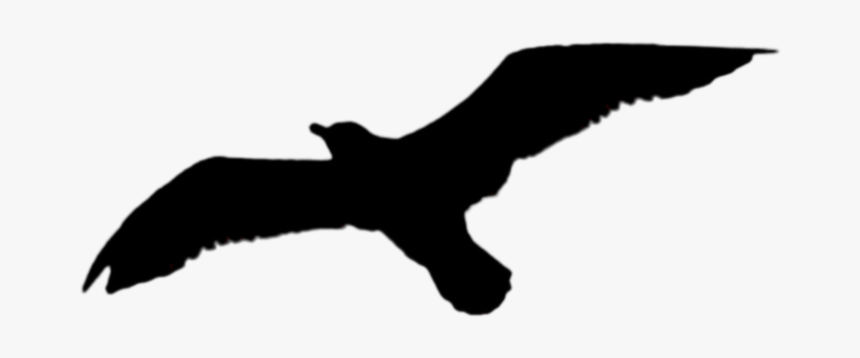 Black Bird Png, Transparent Png, Free Download