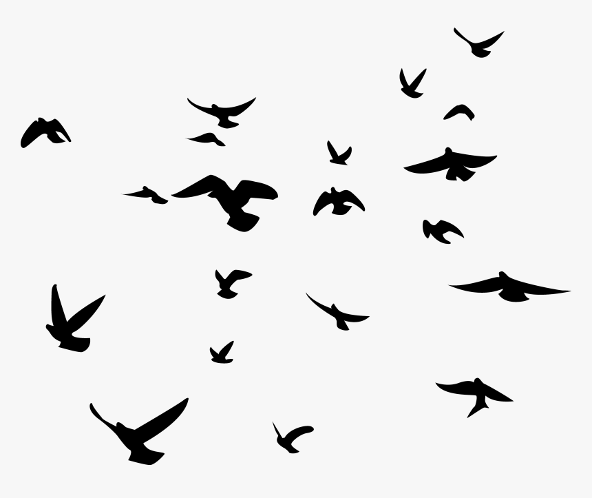 Black And White Bird Png - Black Birds Transparent Background, Png Download, Free Download