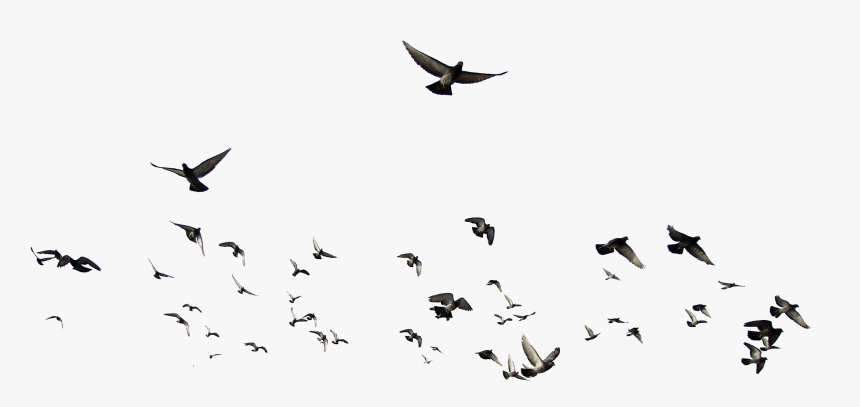 Birds Png Transparent Image - Transparent Background Birds Png, Png Download, Free Download