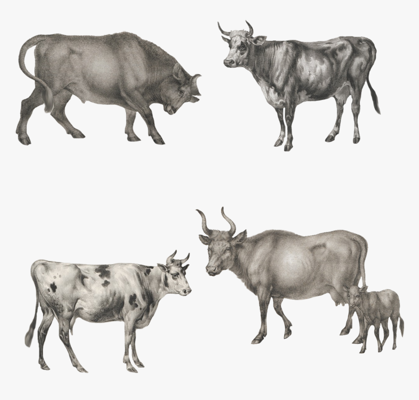 Ox Animal Png - Bull, Transparent Png, Free Download