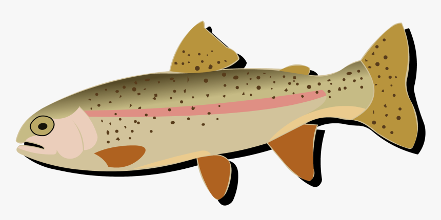 Salmon Cutthroat Trout Rainbow Trout Fish - Rainbow Trout, HD Png Download, Free Download