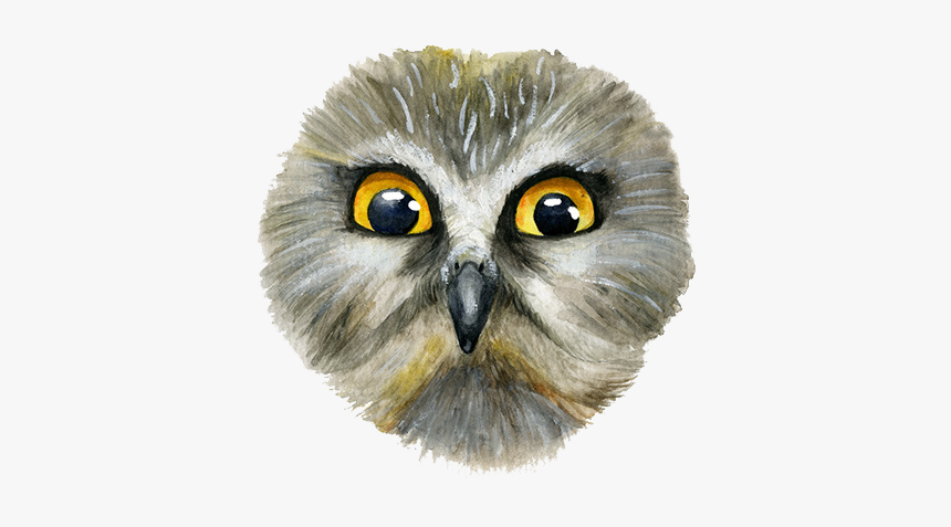 Snowy Owl Eurasian Eagle-owl Eurasian Scops Owl - Great Grey Owl, HD Png Download, Free Download
