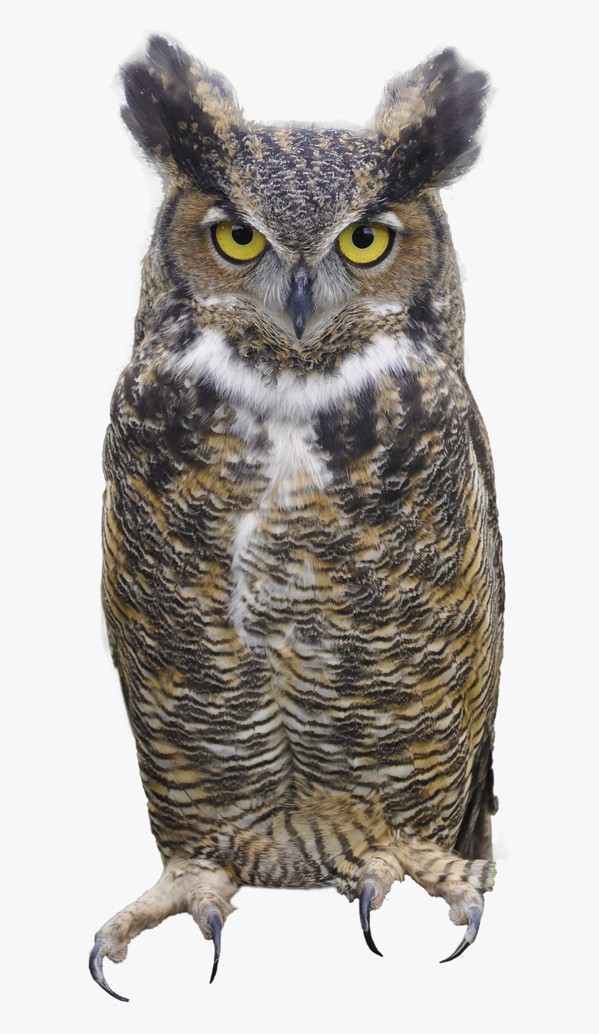 Owl Png - Great Horned Owl Png, Transparent Png, Free Download