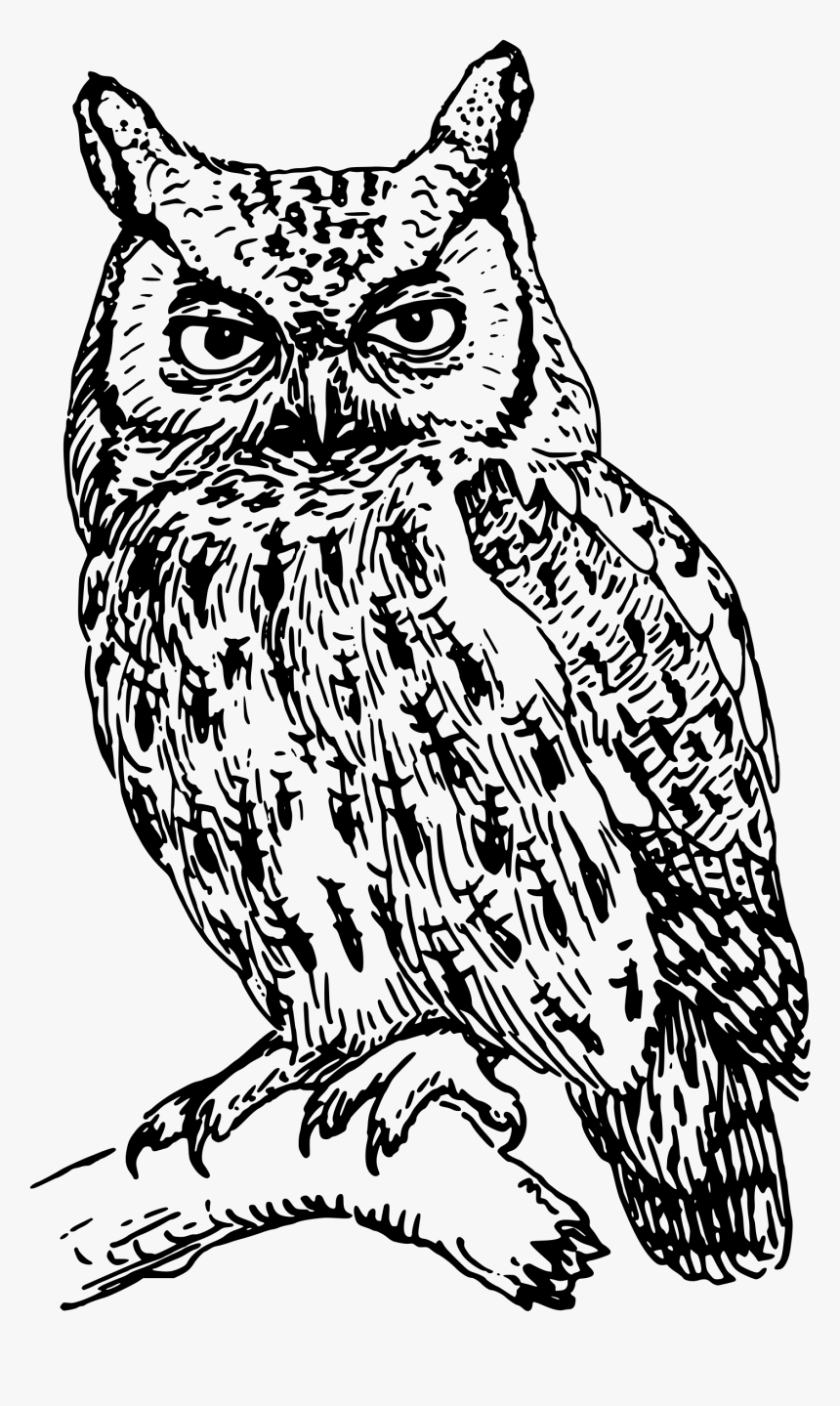 Download Owl Png Transparent Image - Clip Art Black And White Owl, Png Download, Free Download