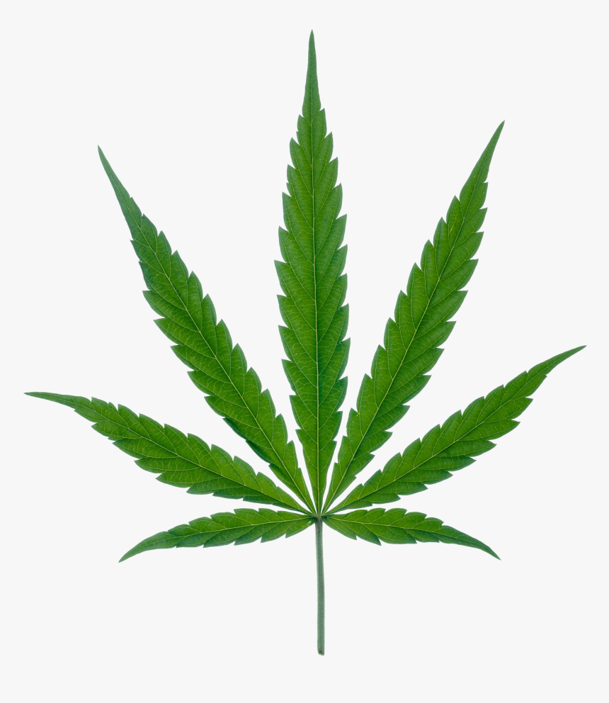 Weed Plant, HD Png Download, Free Download