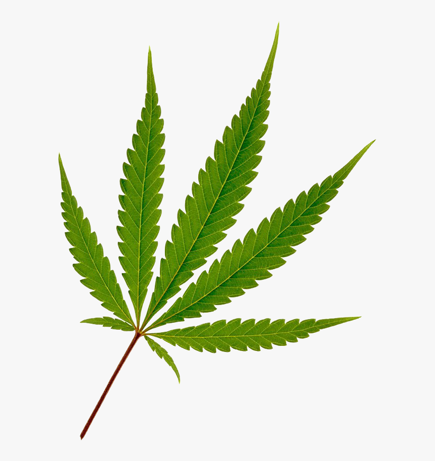 781 X 1024 6 - Marijuana Leaf Clip Art, HD Png Download, Free Download