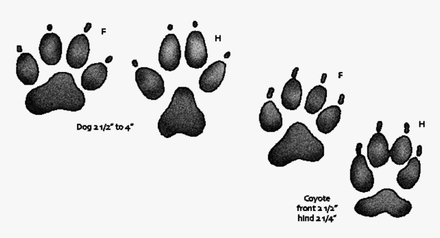 Dog Vs Coyote Paw Print - Grey Fox Vs Red Fox Tracks, HD Png Download, Free Download