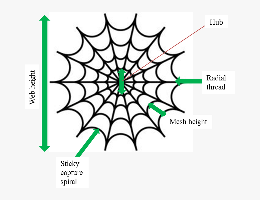 Spiderman Spider Web Clipart , Png Download - Hombre Araña Tela De Araña, Transparent Png, Free Download