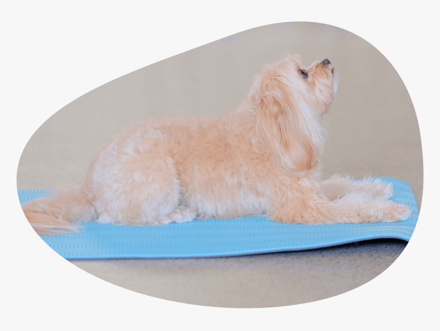 Dog Yoga Class Image - Companion Dog, HD Png Download, Free Download