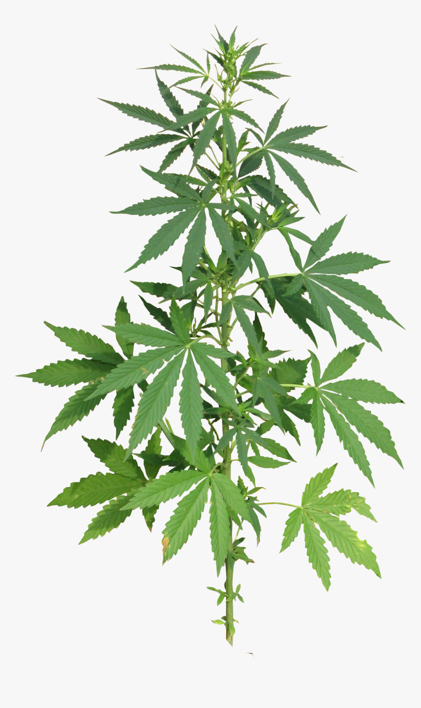 Weed Leaf, Cannabis Plant Full Png Image Purepng Transparent - Marijuana Plant Png, Png Download, Free Download