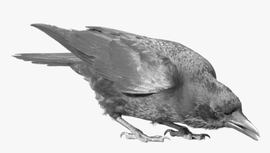 Download Raven Bird Png Image - Crow Png Transparent, Png Download, Free Download