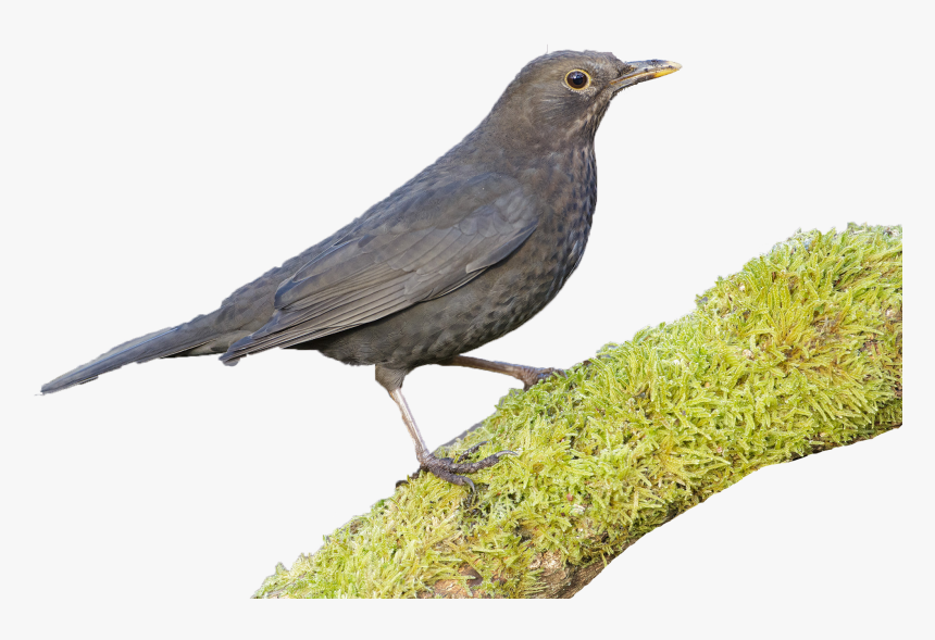 Transparent Birds - Blackbird, HD Png Download, Free Download