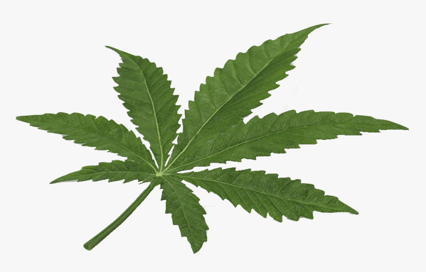 Marijuana Clipart Copyrighted - 3d Weed Leaf, HD Png Download, Free Download