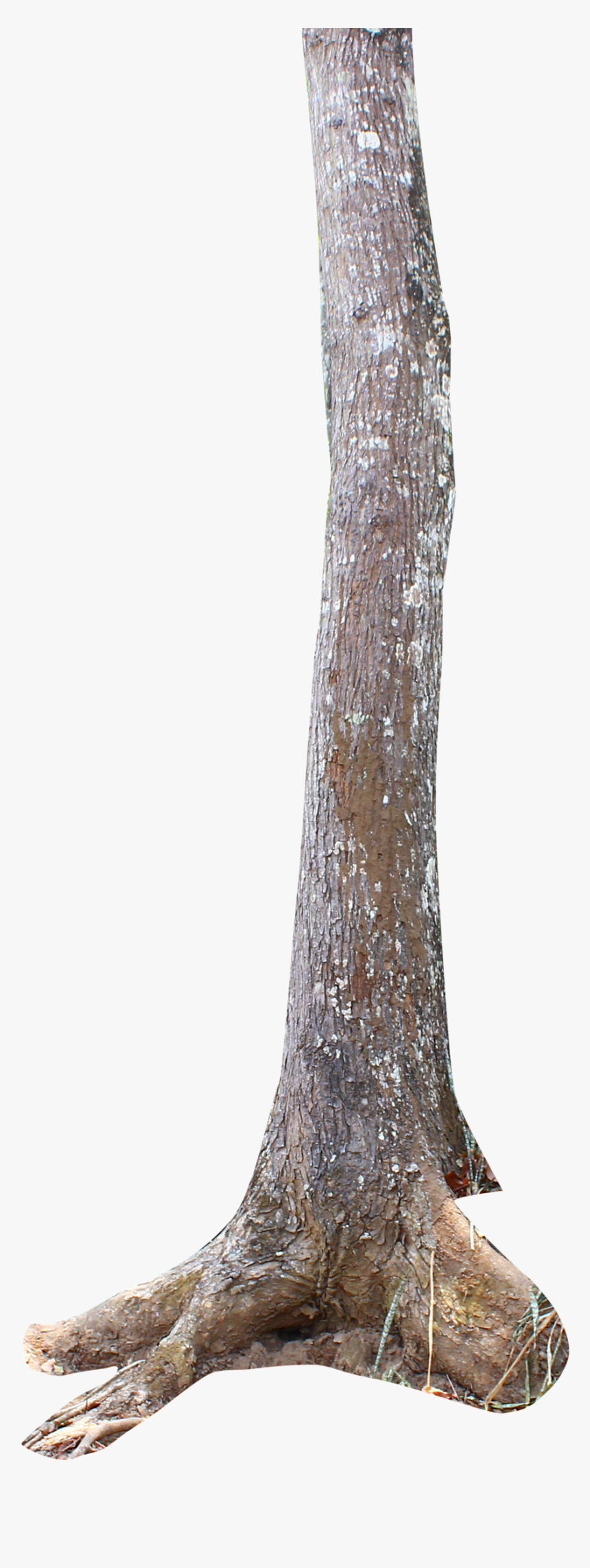 Tree Trunk Png, Transparent Png, Free Download