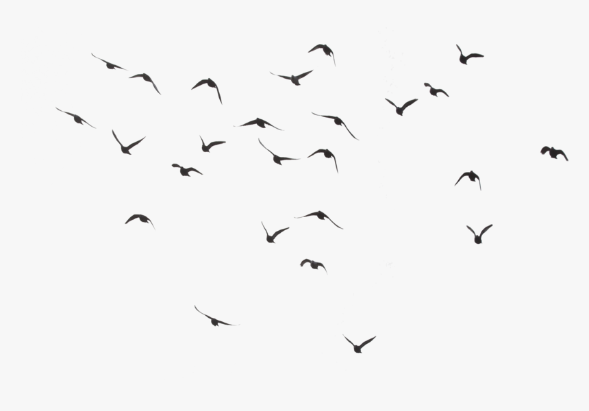 Black Swarm Of Bird Flying Png Image - Birds Flying Transparent Background, Png Download, Free Download