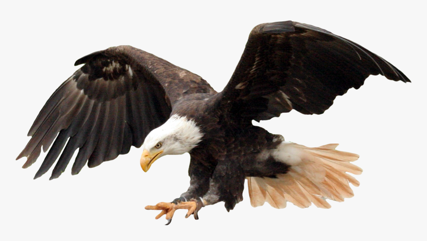 Bald Eagle Png Image - Bald Eagle Transparent Background, Png Download, Free Download