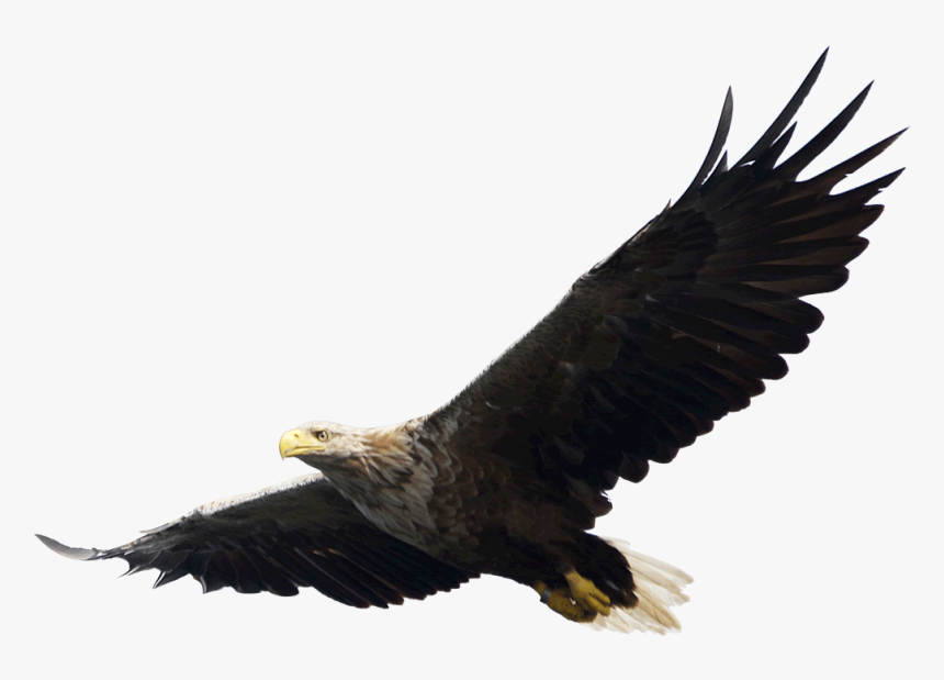 Eagle Png Image, Free Download - Eagle Png, Transparent Png, Free Download