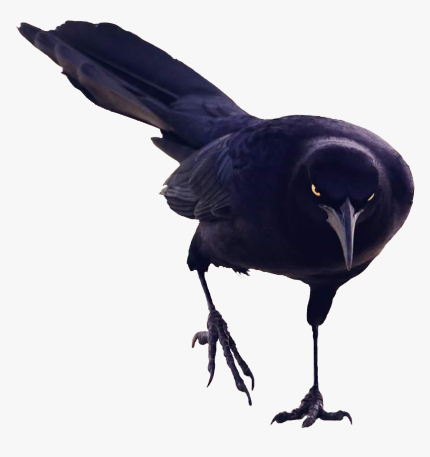 Black Bird Walking Transparent Png Image - Cow Png Face, Png Download, Free Download