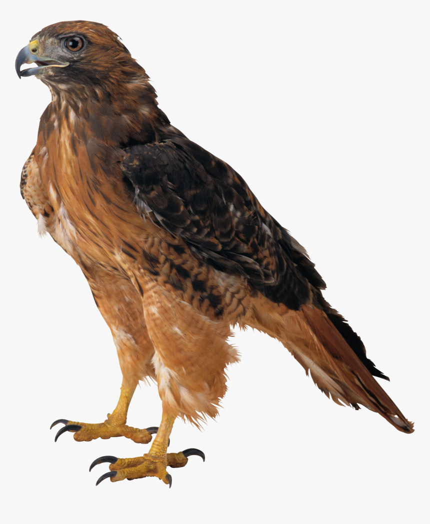 Eagle Png Image, Free Download - Eagle Meaning In Hindi, Transparent Png, Free Download