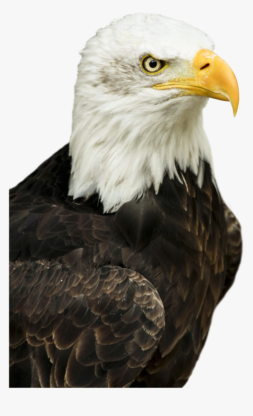 Eagle Png Image, Transparent Png, Free Download