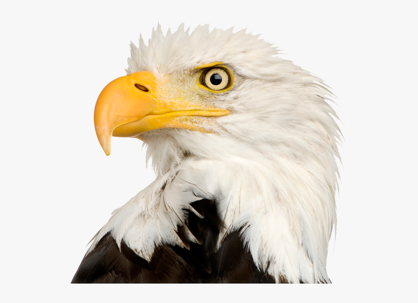 Bald Eagle Png Transparent - Eagle Head Transparent Background, Png Download, Free Download