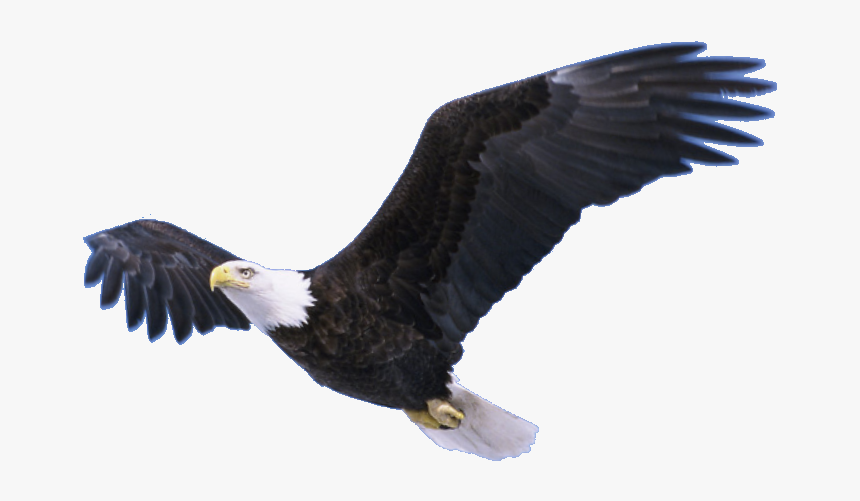 Download Bald Eagle Png Pic - Eagle Soaring Transparent Background, Png Download, Free Download