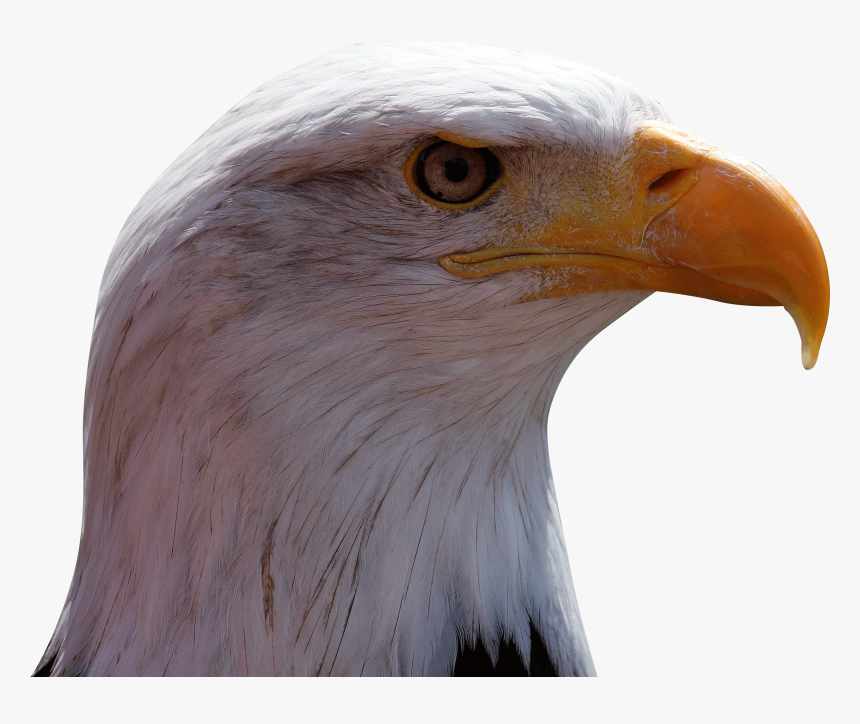 Eagle Png - Buzzard, Transparent Png, Free Download