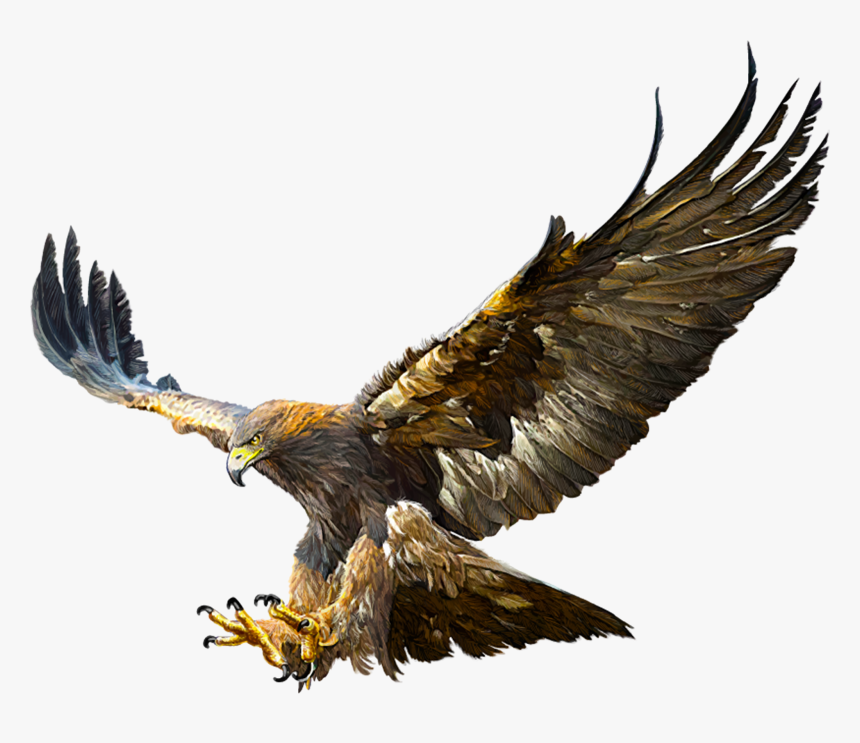 Bald Eagle Golden Eagle Flight Drawing - Flying Golden Eagle Drawing, HD Png Download, Free Download