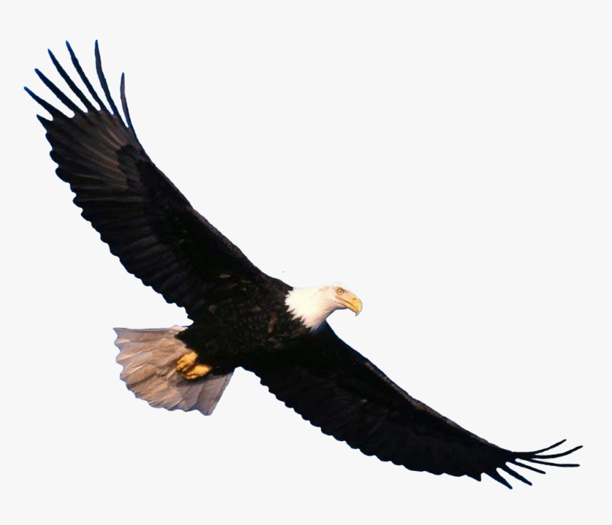 Download Eagle Png - Transparent Eagle Flying Png, Png Download, Free Download