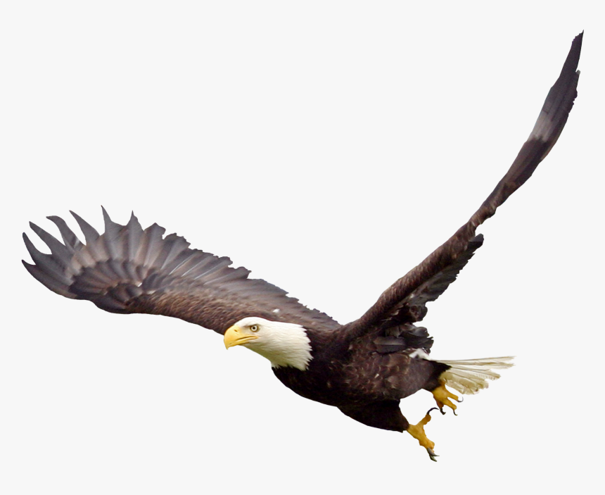 Bald Eagle Png Image - Bald Eagle, Transparent Png, Free Download