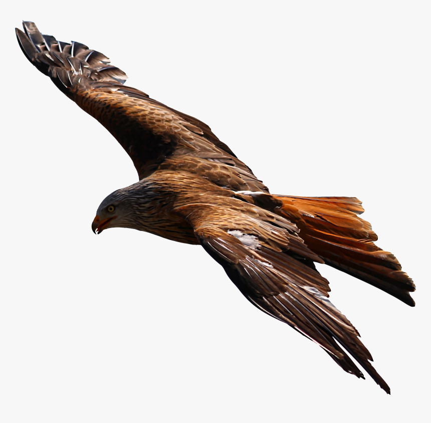 Flying Eagle Png Picture - Strongest Those Who Fly Solo, Transparent Png, Free Download