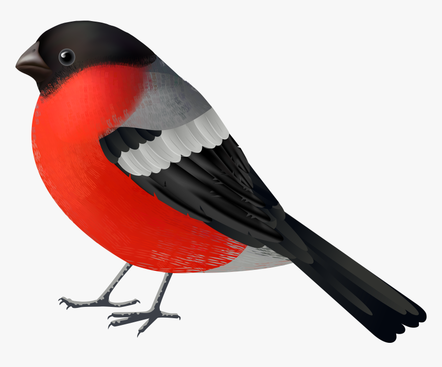 Red Black Bird Png Clip Art - Çapa Gemi, Transparent Png, Free Download