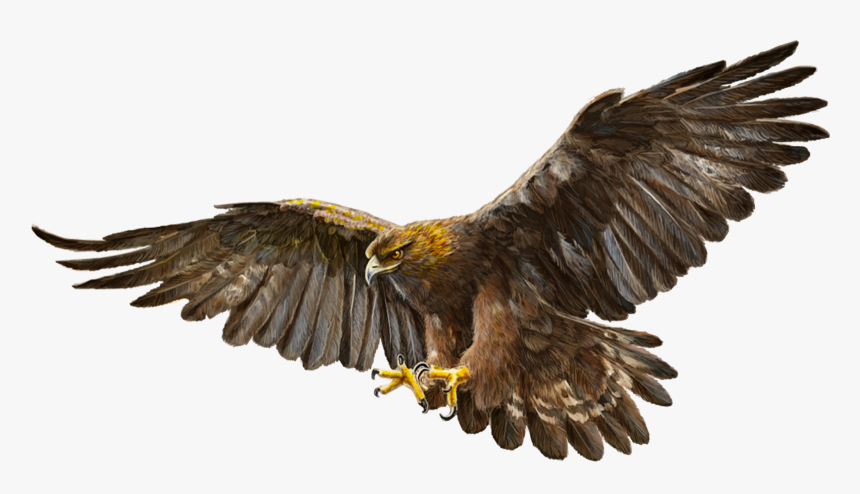 Bald Eagle Bird Golden Eagle - Flying Golden Eagle Drawing, HD Png Download, Free Download