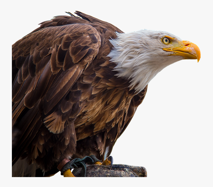 Eagle Png Photo - Белоголовый Орлан Пнг, Transparent Png, Free Download