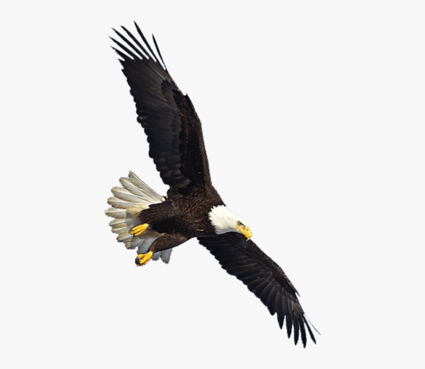 Eagle Png Image, Free Download - Eagle Flying Gif Png, Transparent Png, Free Download