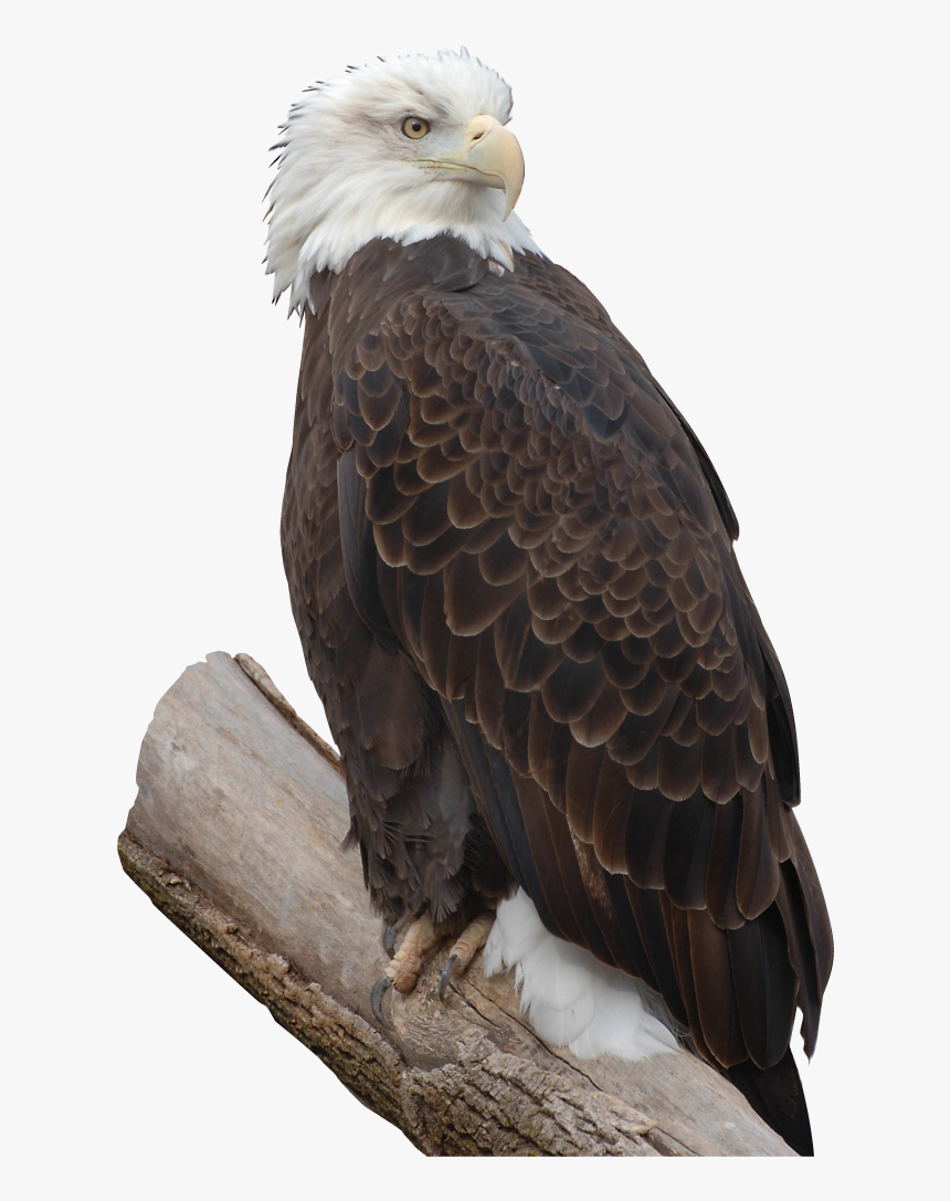 Bald Eagle Free Png Image - Bald Eagle, Transparent Png, Free Download