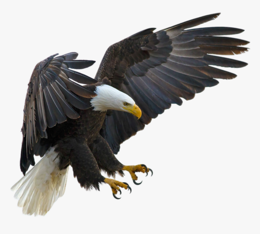 Bald Eagle Bird Tawny Eagle Golden Eagle - Eagle Flying With Claws, HD Png Download, Free Download