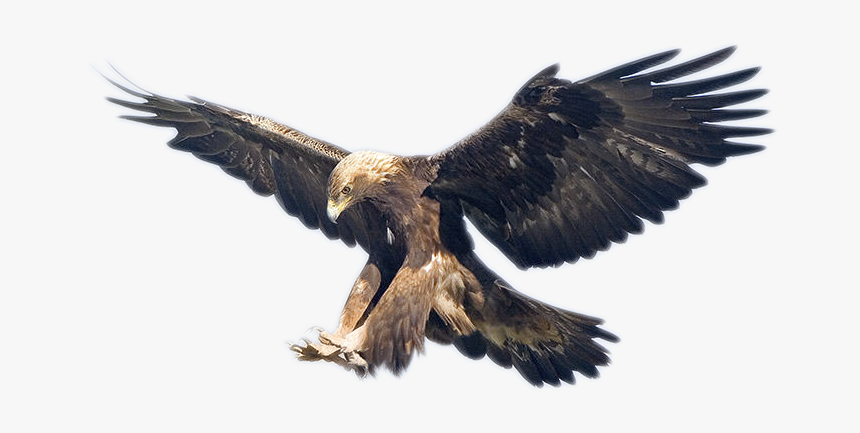 Golden Eagle, HD Png Download, Free Download